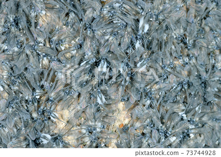 Prociphilus oriens flocking to Fraxinus mandsch (Shiretoko, Hokkaido) 73744928