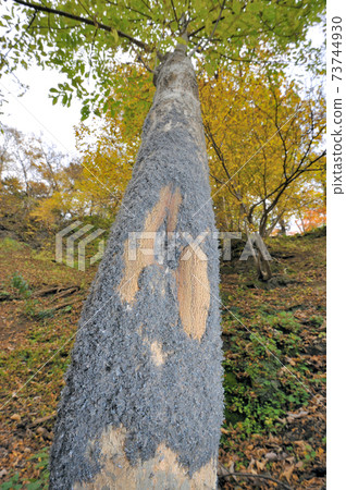 Prociphilus oriens flocking to Fraxinus mandsch (Shiretoko, Hokkaido) 73744930