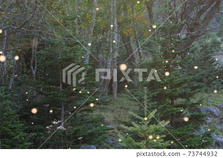 A group of flying Prociphilus oriens (Shiretoko, Hokkaido) 73744932