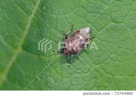 Scott stink bug (Nakasatsunai Village, Hokkaido) Scott stink bug (Nakasatsunai Village, Hokkaido) 73744960