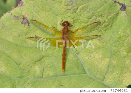 Male sympetrum speciosum (Kushiro Marsh, Hokkaido) Male sympetrum speciosum (Kushiro Marsh, Hokkaido) 73744981