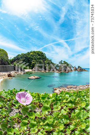 Bindweed blooming on the Uradome coast Bindweed blooming on the Uradome coast 73745834