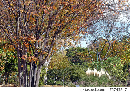鶴舞公園的風景 73745847