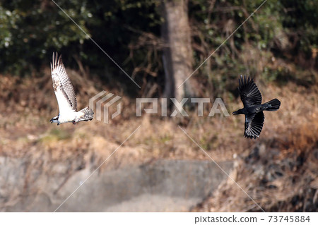 A fierce battle between a hawk and a crow 73745884