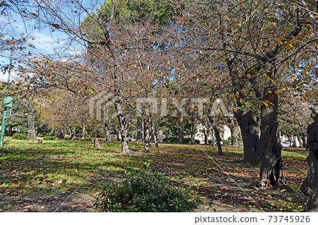 鶴舞公園的風景 鶴舞公園的風景 73745926