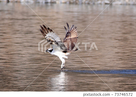 Osprey (predation failure) Osprey (predation failure) 73746572