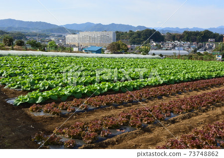 Hachioji Satoyama Kobikimachi Autumn Hachioji Satoyama Kobikimachi Autumn 73748862