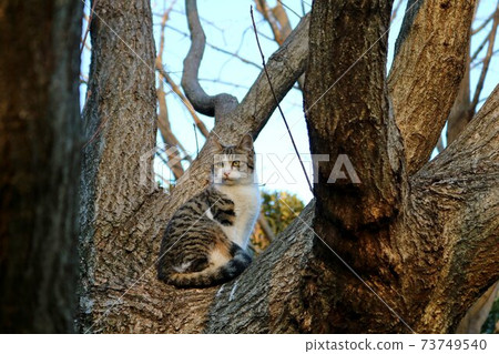 A cat watching on a tree landscape winter 73749540