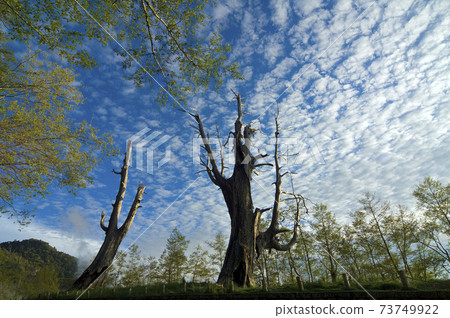 夫妻樹,樹 73749922