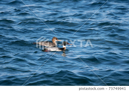 Umi Aisa who swims with friends Umi Aisa who swims with friends 73749941
