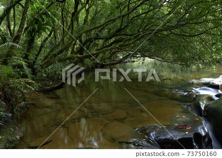 溪流,瀑布,樹,森林 73750160