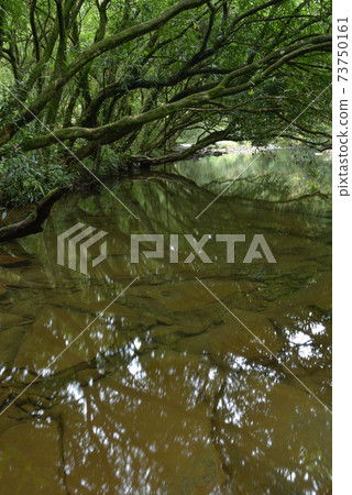 Stream, waterfall, tree, forest 73750161