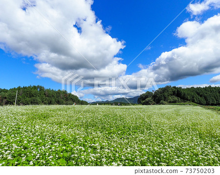 Soba field in Kasa, Sakurai City, Nara Prefecture 73750203