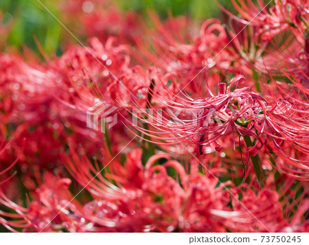 Cluster amaryllis at Butsuryu-ji Temple, Nara Prefecture Cluster amaryllis at Butsuryu-ji Temple, Nara Prefecture 73750245