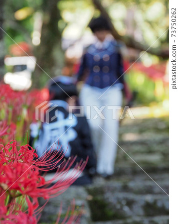 Cluster amaryllis at Butsuryu-ji Temple, Nara Prefecture Cluster amaryllis at Butsuryu-ji Temple, Nara Prefecture 73750262