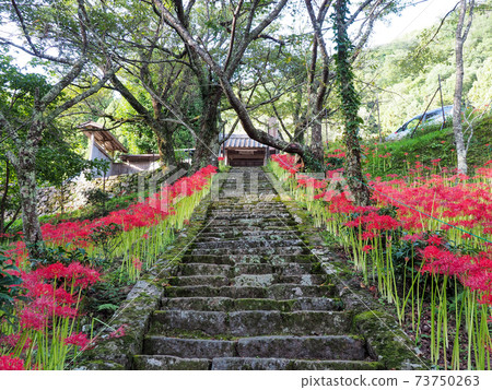 Cluster amaryllis at Butsuryu-ji Temple, Nara Prefecture Cluster amaryllis at Butsuryu-ji Temple, Nara Prefecture 73750263