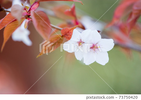 Wild mountain cherry blossoms blooming in the forest Wild mountain cherry blossoms blooming in the forest 73750420
