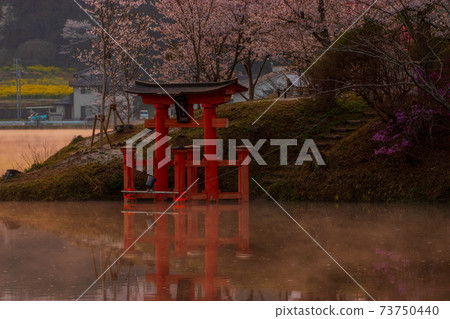 Cherry blossoms in Shobara Ueno Park, Hiroshima Prefecture 73750440