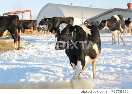 Hokkaido / winter ranch / Holstein cow 73750821