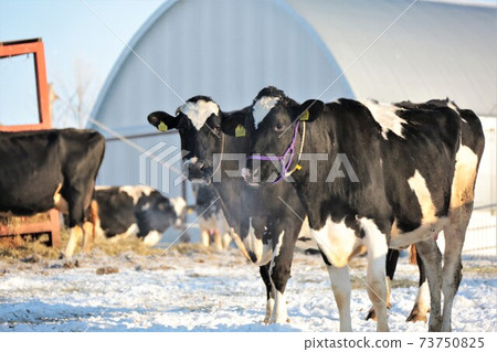 Hokkaido / winter ranch / Holstein cow 73750825