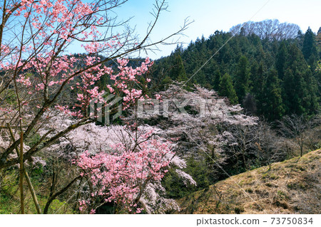 Sakura at Tama Forest Science Garden in Tokyo Sakura at Tama Forest Science Garden in Tokyo 73750834