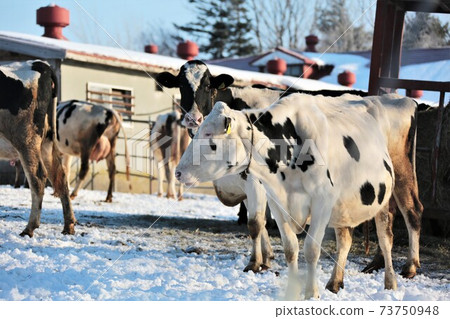 Hokkaido / winter ranch / Holstein cow Hokkaido / winter ranch / Holstein cow 73750948