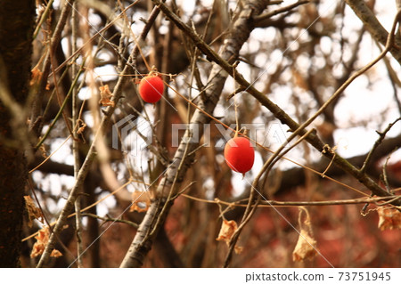 Ripe crow squirrel fruit Ripe crow squirrel fruit 73751945