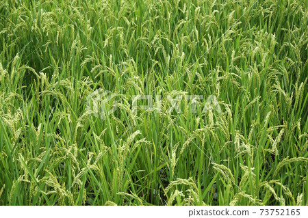 Paddy field Paddy field 73752165