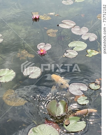 鯉魚在池塘里。美麗的蓮花 鯉魚在池塘里。美麗的蓮花 73752182