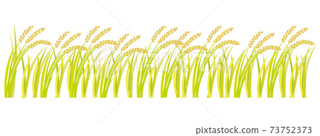 Inaho rice field 73752373