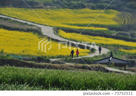 Jeonnam. Wando-gun. Cheongsando. Rapeseed flowers 73752511