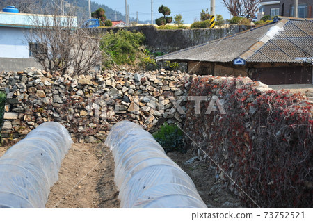 Jeonnam. Wando-gun. Cheongsando. Rapeseed flowers 73752521