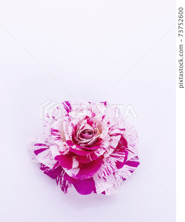 pink and red rose on white background pink and red rose on white background 73752600