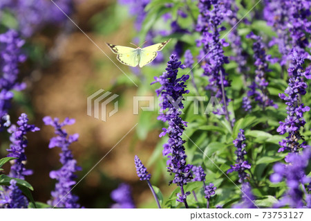 Colias erate flying in the garden flower field in autumn 73753127