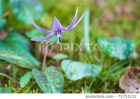 森林神仙的花花 73753222
