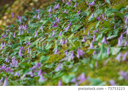 森林神仙的花花 森林神仙的花花 73753223