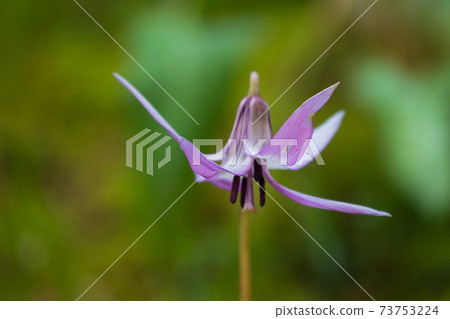 森林神仙的花花 森林神仙的花花 73753224