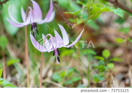 森林神仙的花花 森林神仙的花花 73753225
