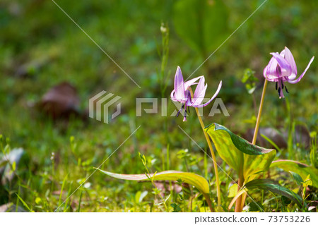 Forest fairy flower flower Forest fairy flower flower 73753226