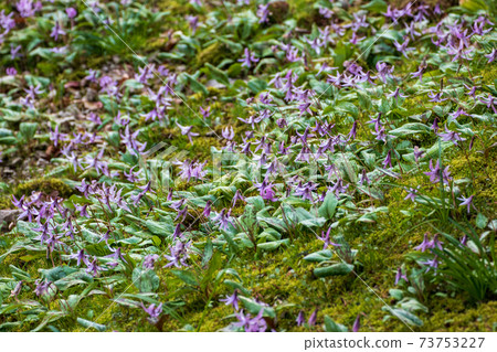 Forest fairy Katakuri colony Forest fairy Katakuri colony 73753227