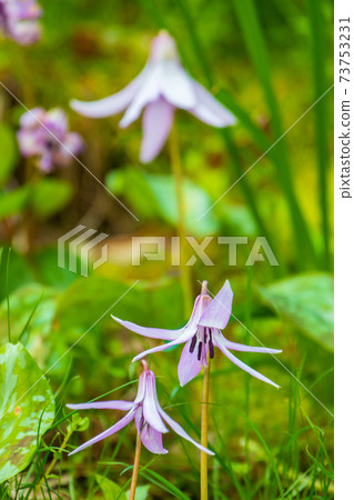 Forest fairy flower flower Forest fairy flower flower 73753231