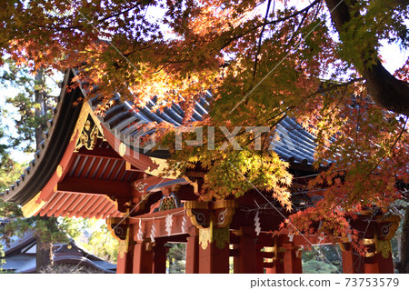 鶴岡八幡宮的秋葉 鶴岡八幡宮的秋葉 73753579