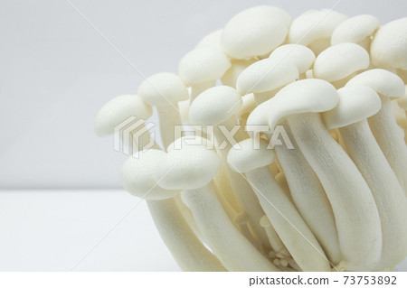 Shimeji mushroom or White beech mushroom isolated on white background. Shimeji mushroom or White beech mushroom isolated on white background. 73753892
