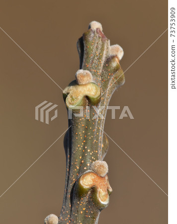 Winter buds and leaf marks of Chinaberry (after the leaves have withered) The leaf marks can be seen on the animal's face Winter buds and leaf marks of Chinaberry (after the leaves have withered) The leaf marks can be seen on the animal's face 73753909