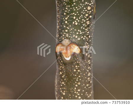 Winter buds and leaf marks of Chinaberry (after the leaves have withered) 73753910