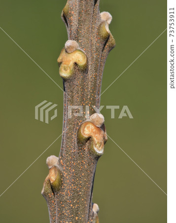 Winter buds of Chinaberry and leaf marks (after the leaves have withered) Unique "faces" are lined up 73753911