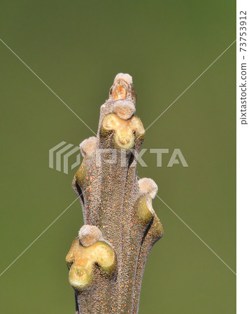 Winter buds and leaf marks of Chinaberry (after the leaves have withered) The leaf marks can be seen on the animal's face 73753912