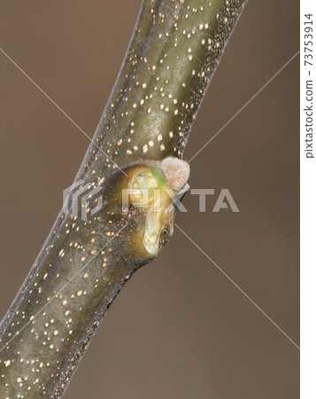 Winter buds and leaf marks of Chinaberry (after the leaves have withered) The leaf marks can be seen on the animal's face Winter buds and leaf marks of Chinaberry (after the leaves have withered) The leaf marks can be seen on the animal's face 73753914