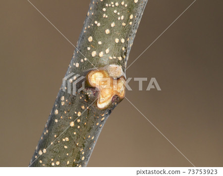 Sendan's winter buds and leaf marks (after the leaves have withered) It looks like a funny face Sendan's winter buds and leaf marks (after the leaves have withered) It looks like a funny face 73753923