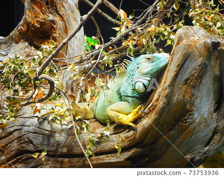 Kawasui Green Iguana 73753936